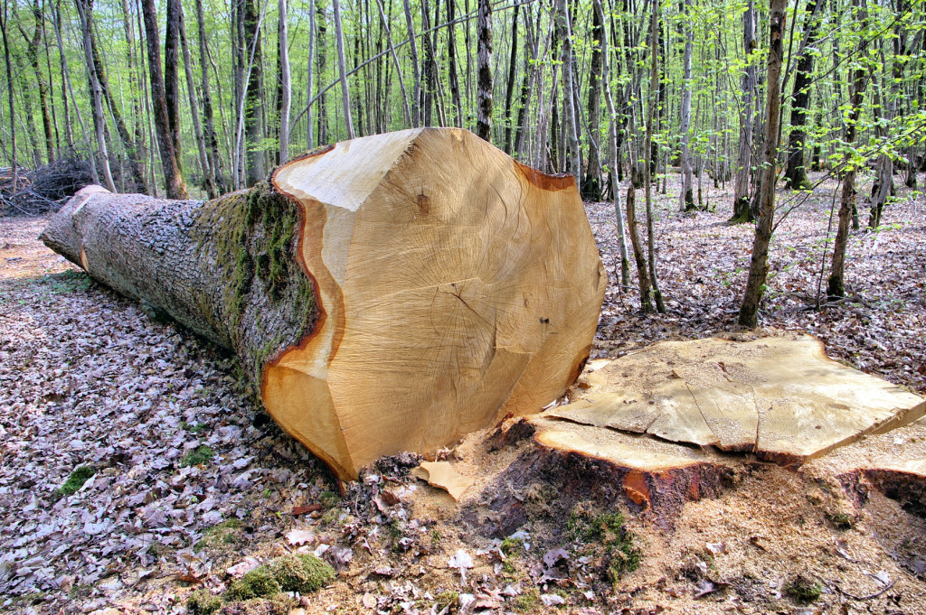 Grumes, Chênes, Forêt - Approvisionnement