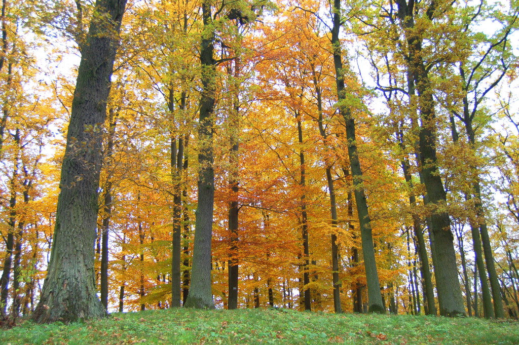 Grumes, Chênes, Forêt - Approvisionnement